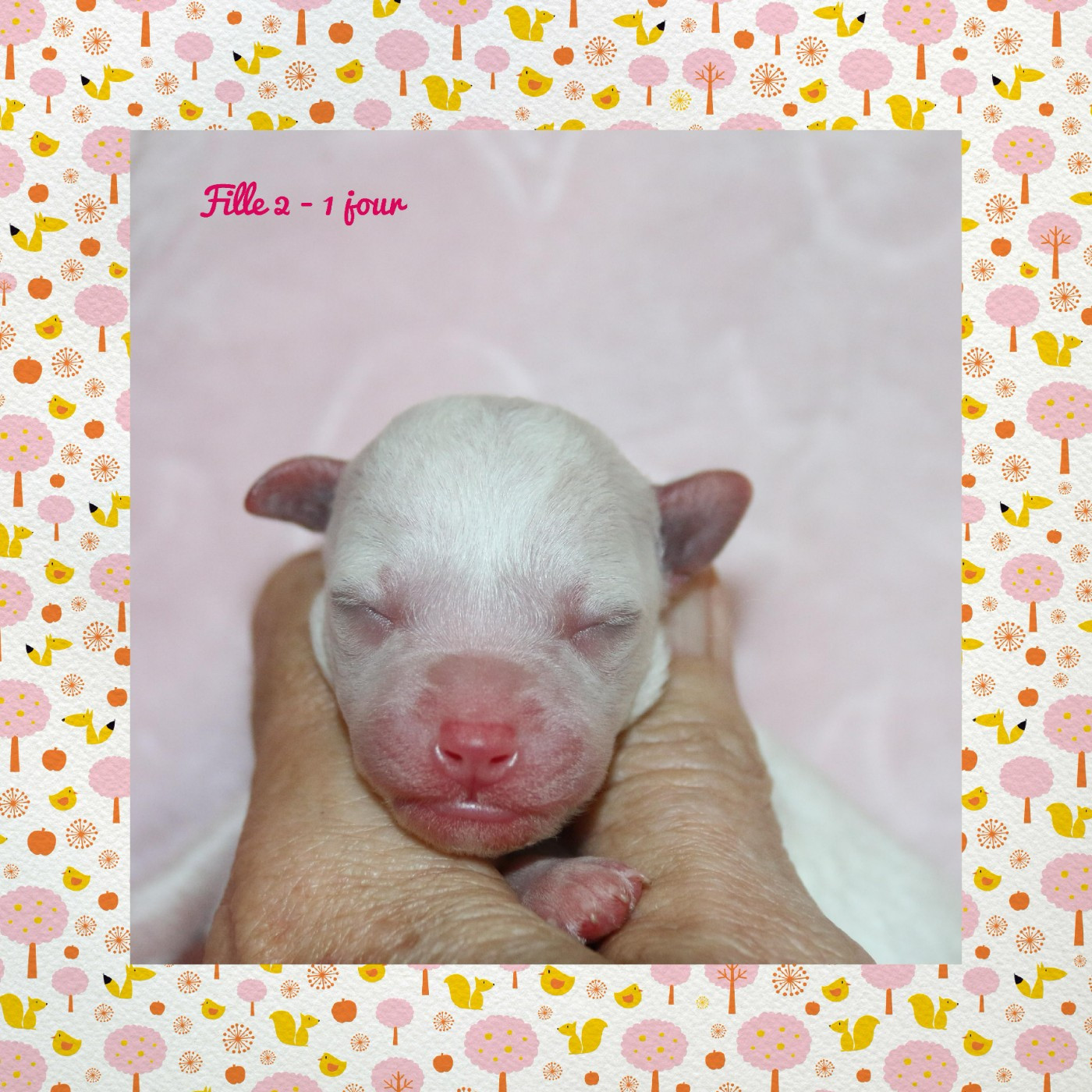 De La Clède Champtressac - Chiots disponibles - Bichon Frise