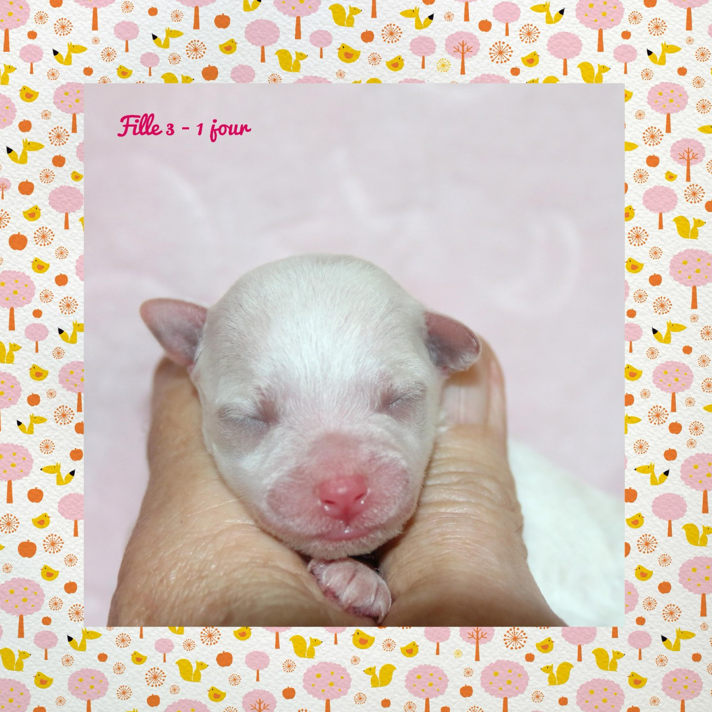 De La Clède Champtressac - Chiots disponibles - Bichon Frise