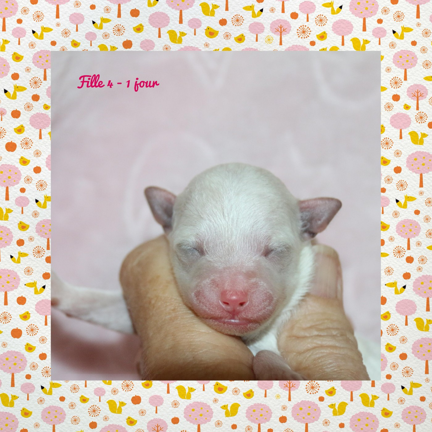 De La Clède Champtressac - Chiots disponibles - Bichon Frise