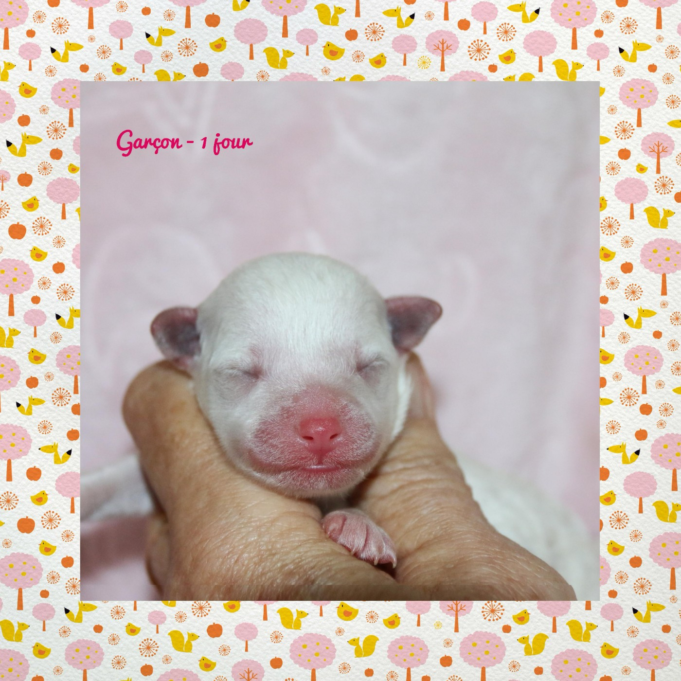 De La Clède Champtressac - Chiots disponibles - Bichon Frise