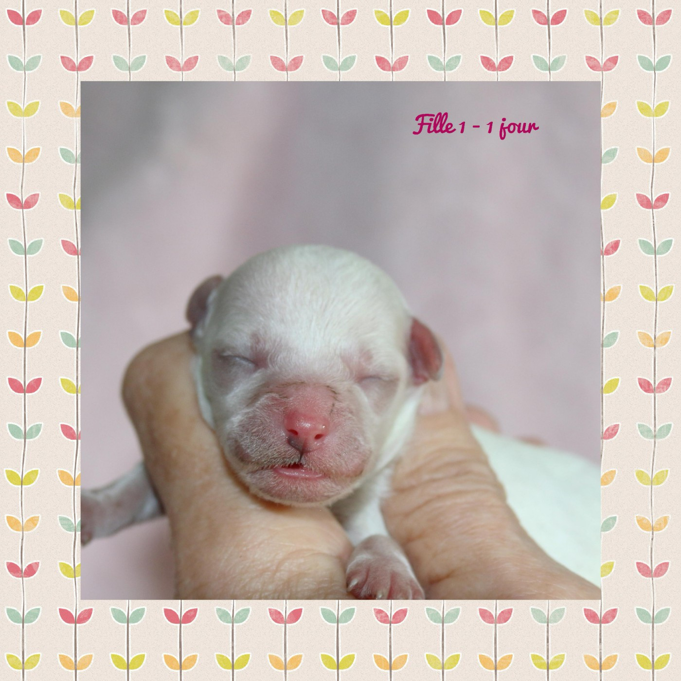 De La Clède Champtressac - Chiots disponibles - Bichon Frise