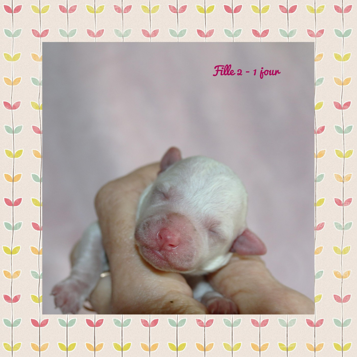 De La Clède Champtressac - Chiots disponibles - Bichon Frise