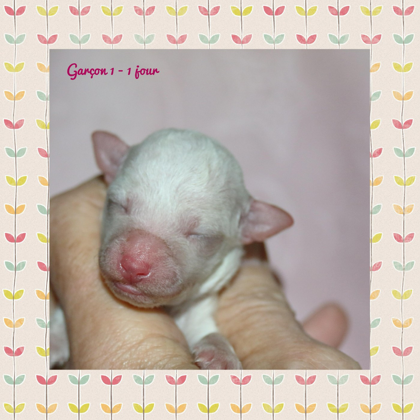 De La Clède Champtressac - Chiots disponibles - Bichon Frise