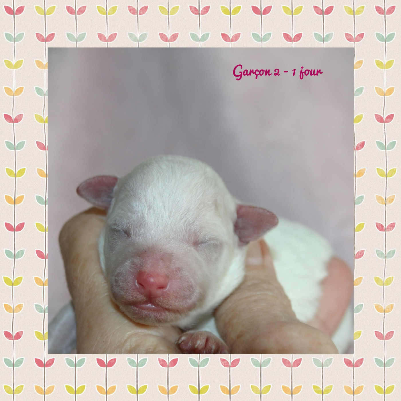 De La Clède Champtressac - Chiots disponibles - Bichon Frise