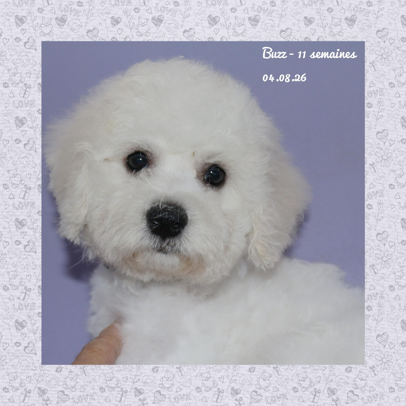 De La Clède Champtressac - Chiots disponibles - Bichon Frise