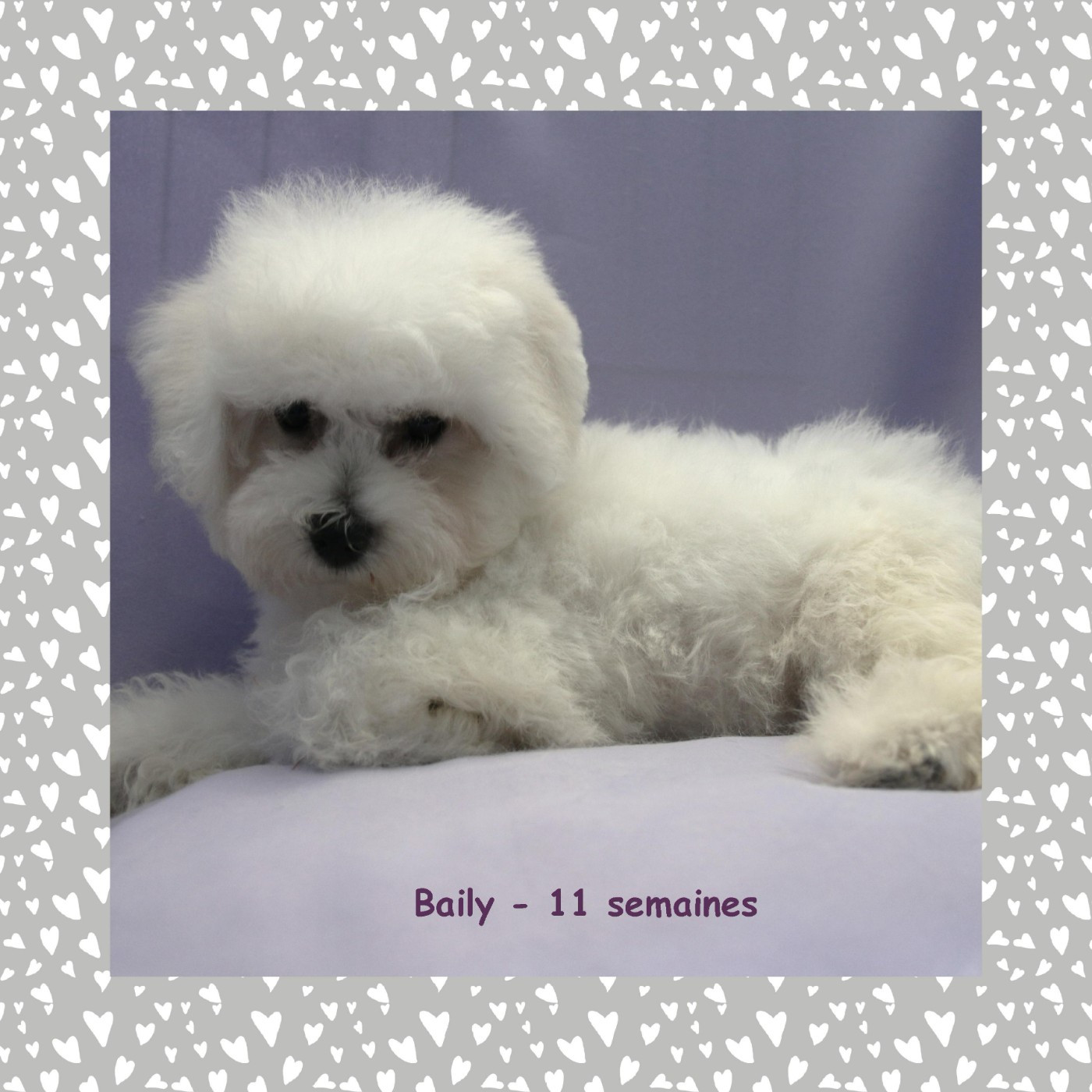 De La Clède Champtressac - Chiots disponibles - Bichon Frise