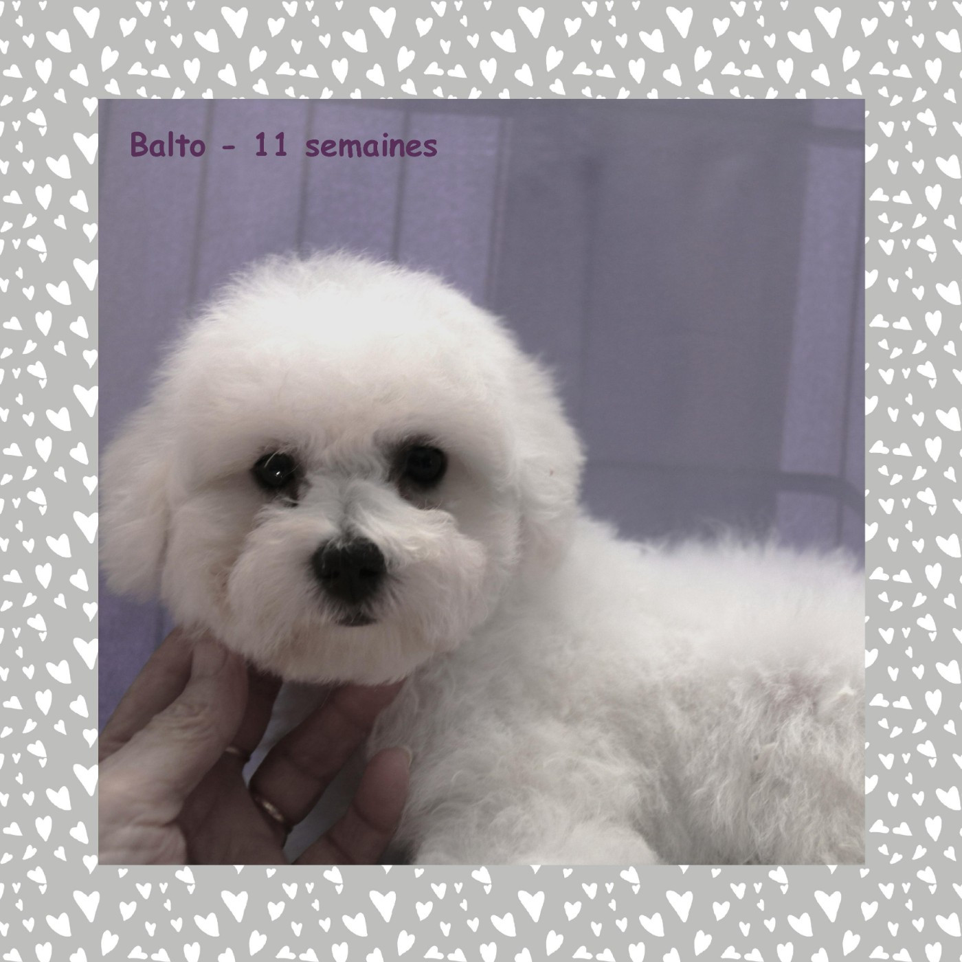 De La Clède Champtressac - Chiots disponibles - Bichon Frise