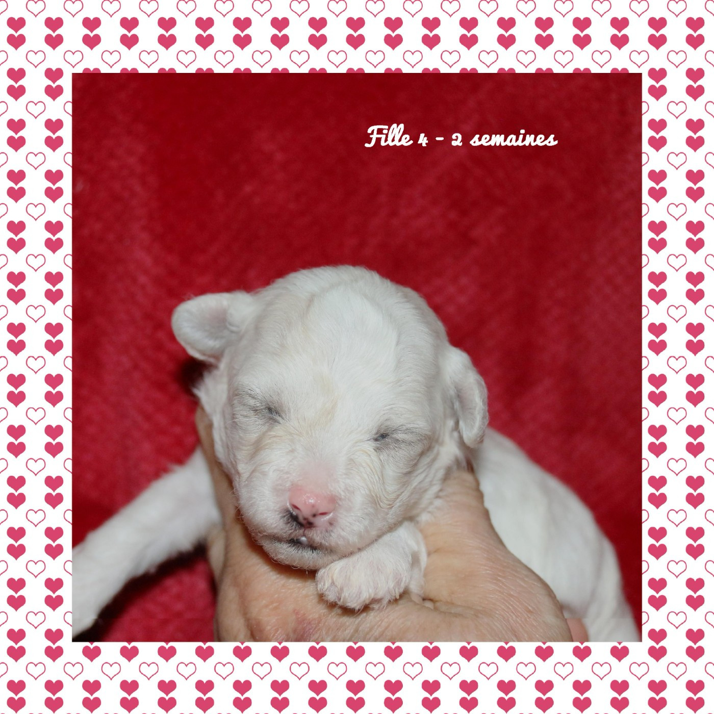 De La Clède Champtressac - Chiots disponibles - Bichon Frise