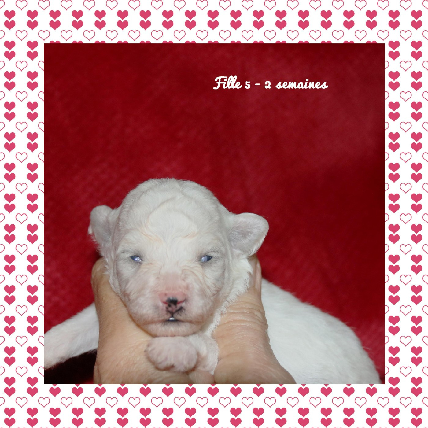 De La Clède Champtressac - Chiots disponibles - Bichon Frise
