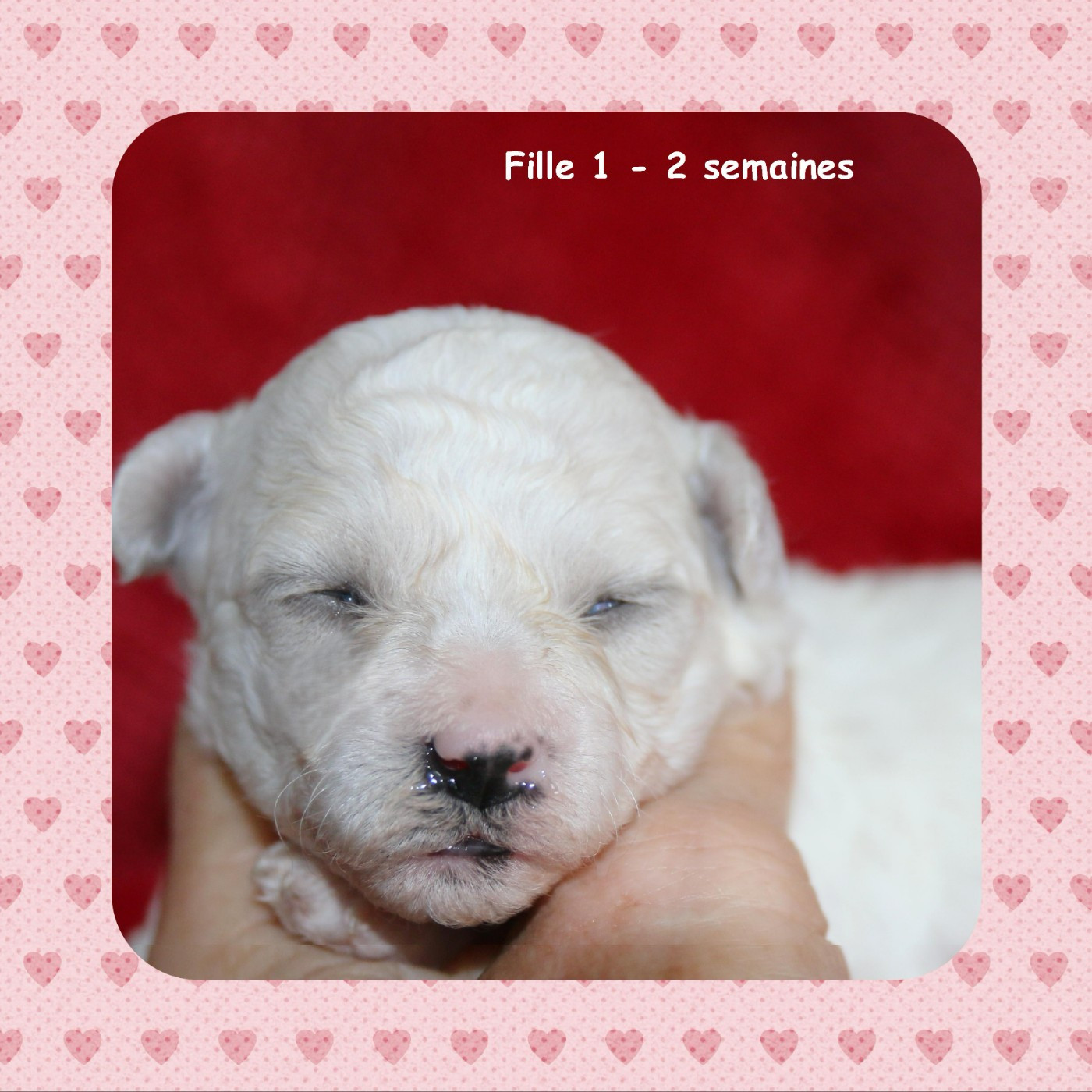 De La Clède Champtressac - Chiots disponibles - Bichon Frise