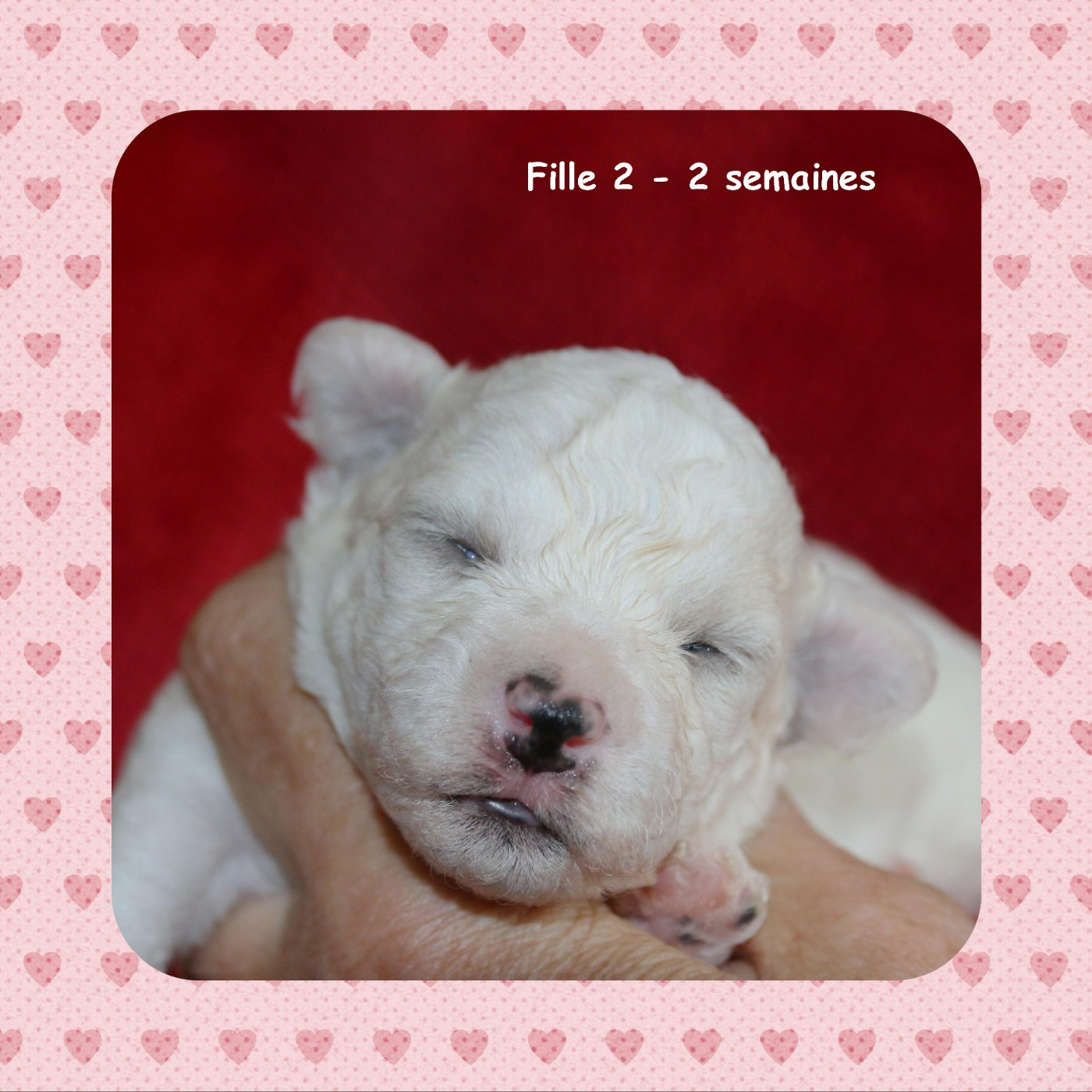De La Clède Champtressac - Chiots disponibles - Bichon Frise