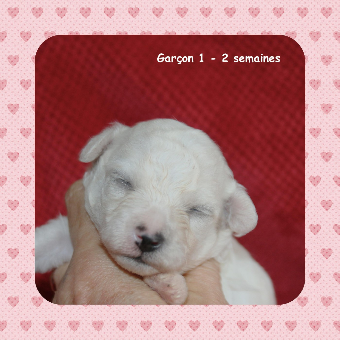 De La Clède Champtressac - Chiots disponibles - Bichon Frise