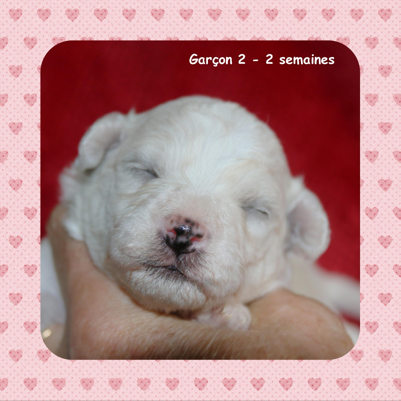 De La Clède Champtressac - Chiots disponibles - Bichon Frise