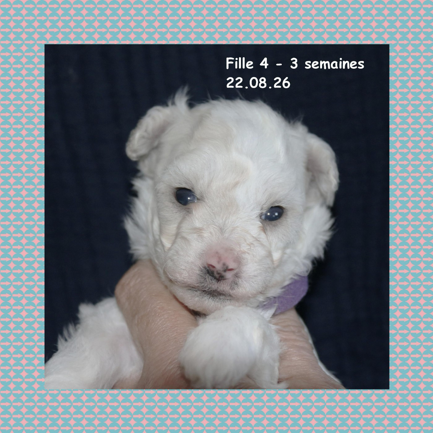 De La Clède Champtressac - Chiots disponibles - Bichon Frise