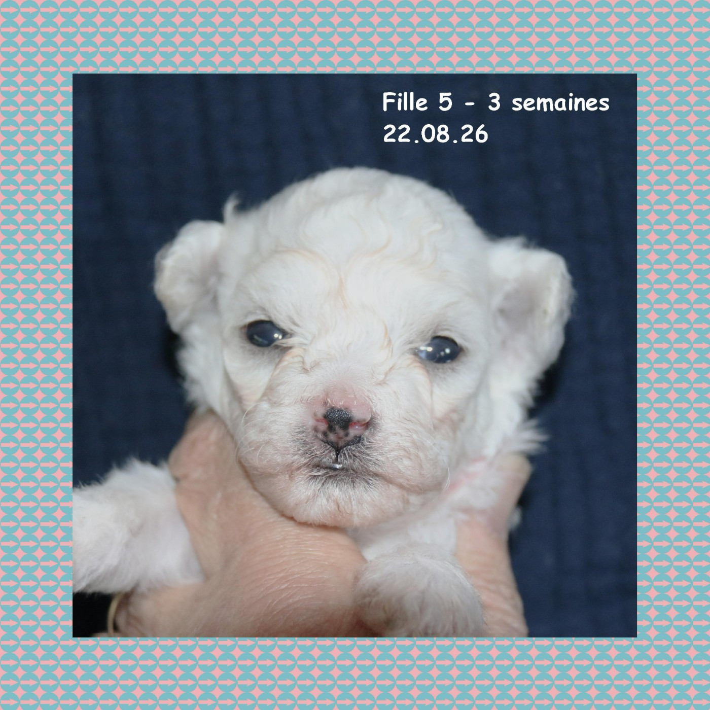 De La Clède Champtressac - Chiots disponibles - Bichon Frise