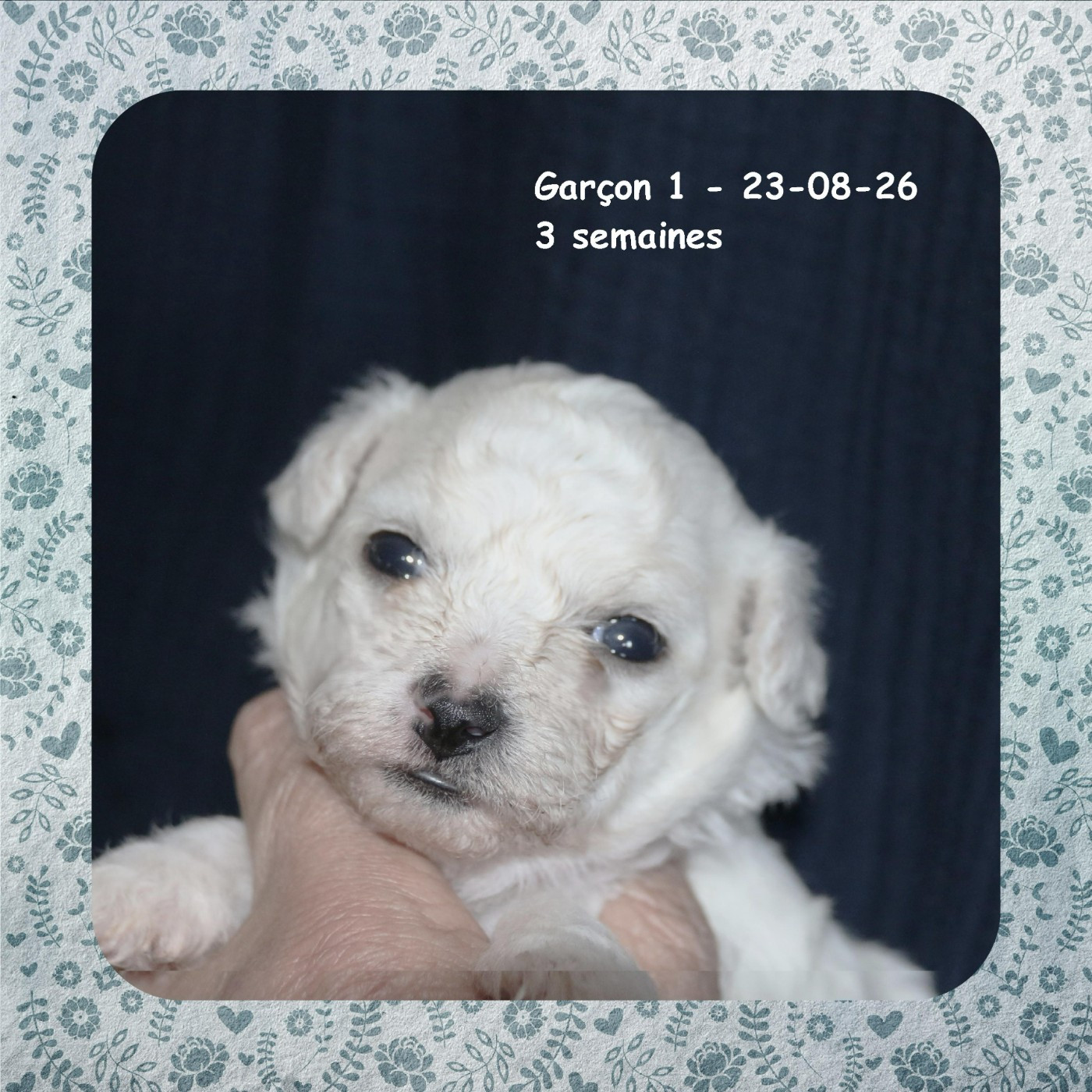 De La Clède Champtressac - Chiots disponibles - Bichon Frise