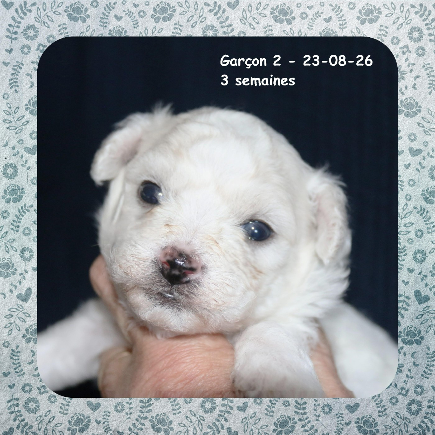 De La Clède Champtressac - Chiots disponibles - Bichon Frise