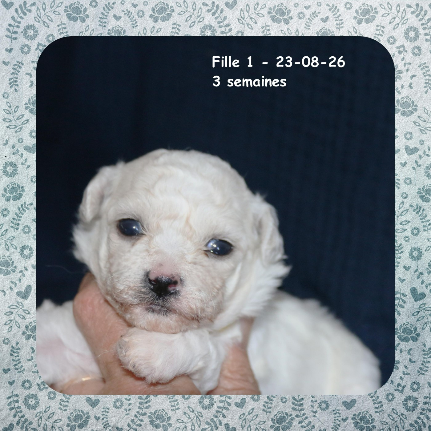 De La Clède Champtressac - Chiots disponibles - Bichon Frise