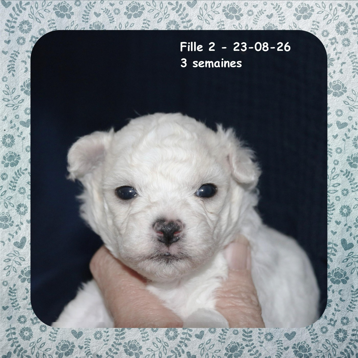 De La Clède Champtressac - Chiots disponibles - Bichon Frise