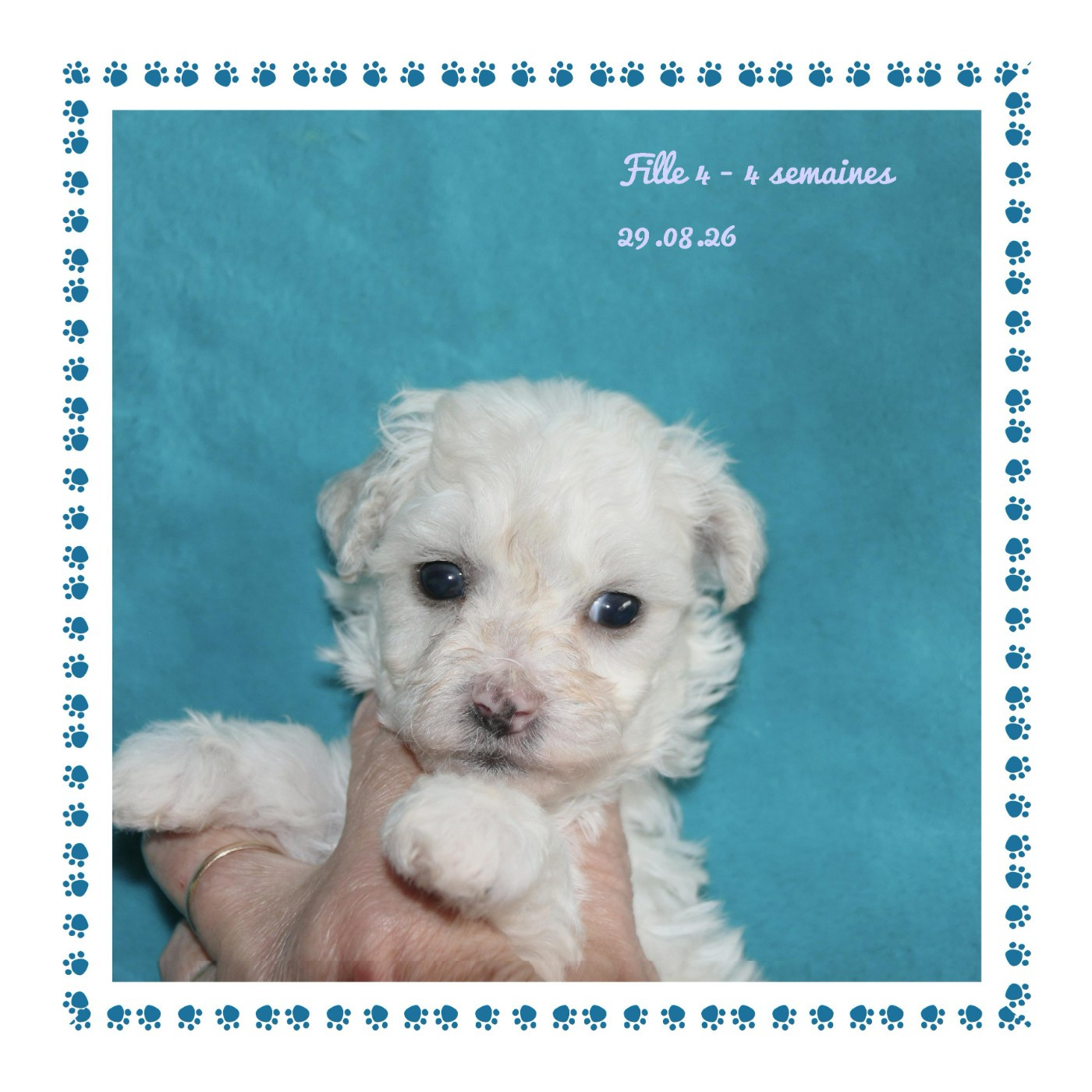 De La Clède Champtressac - Chiots disponibles - Bichon Frise