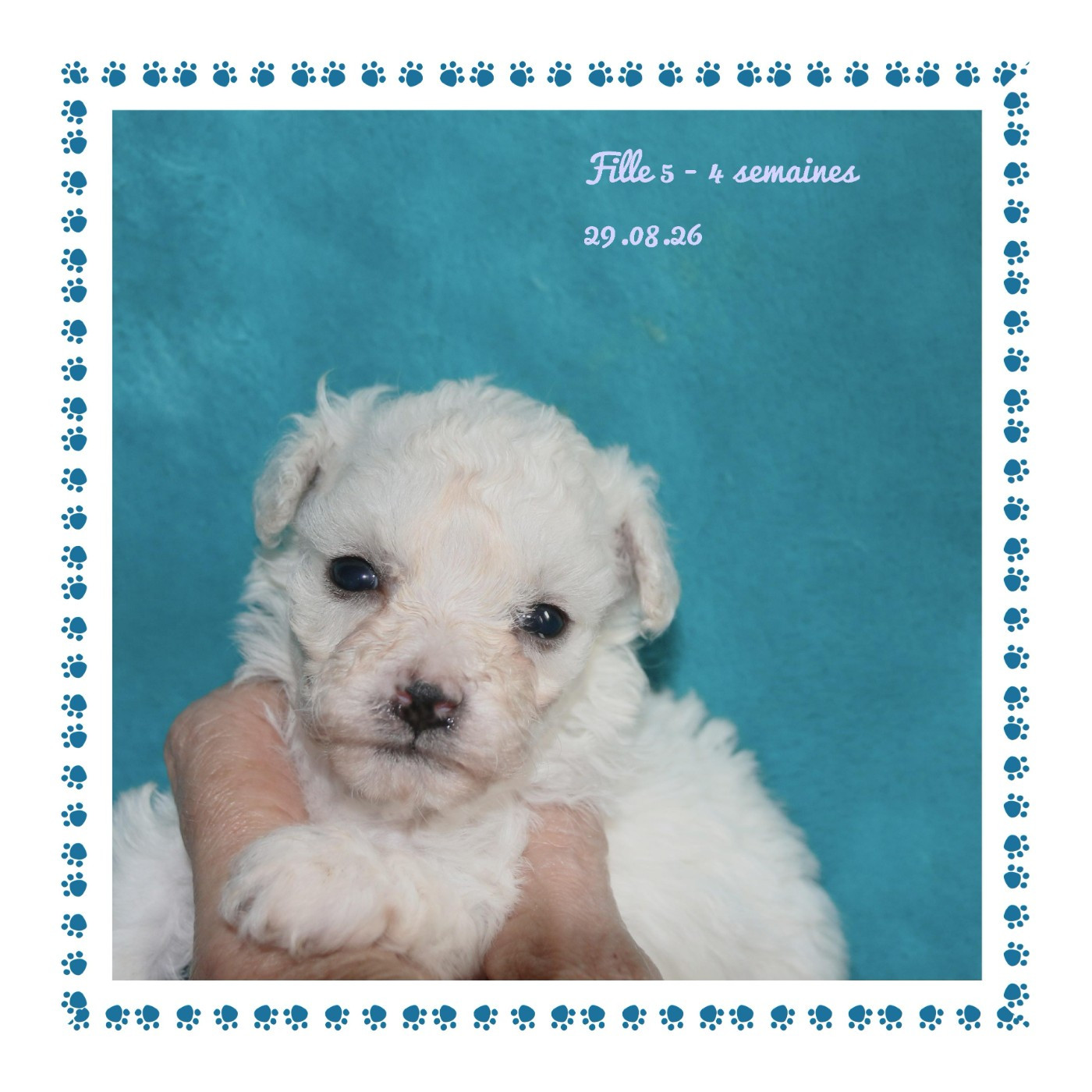 De La Clède Champtressac - Chiots disponibles - Bichon Frise