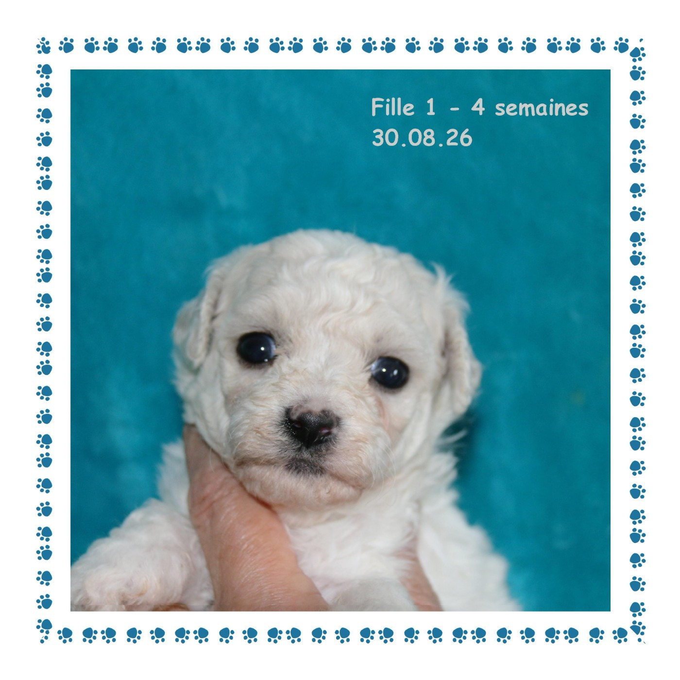 De La Clède Champtressac - Chiots disponibles - Bichon Frise