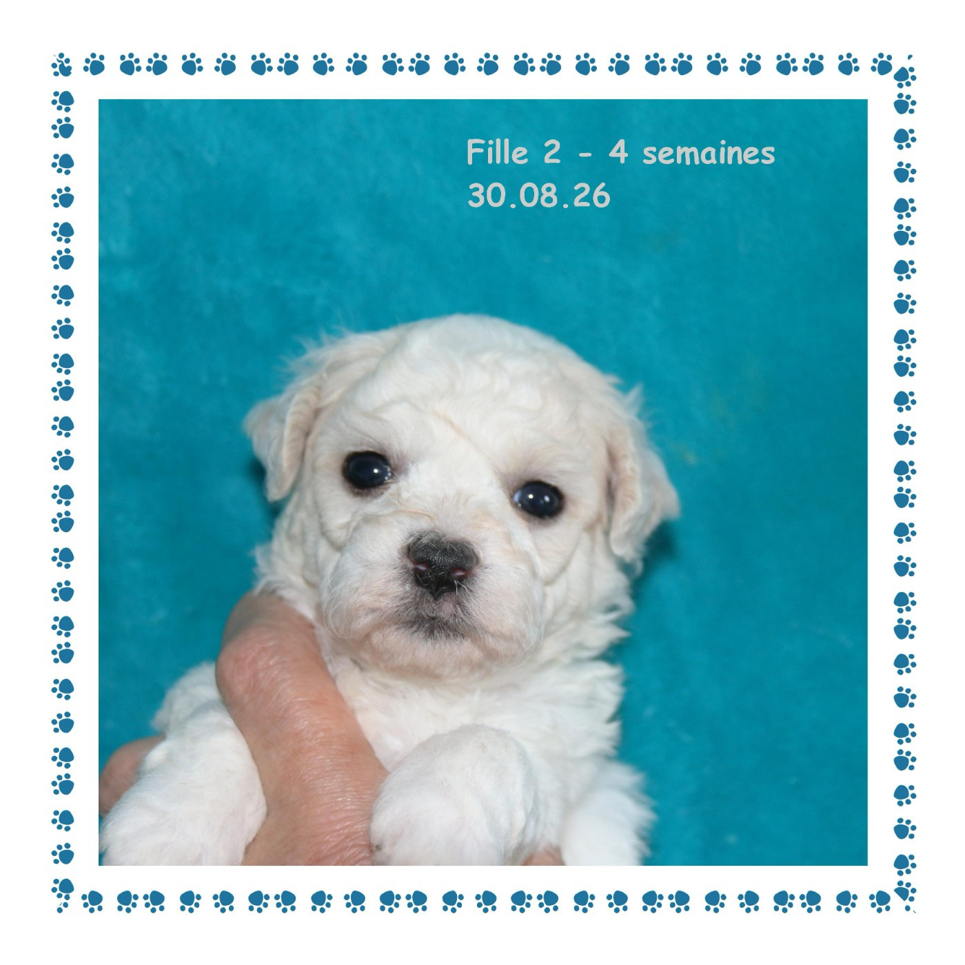 De La Clède Champtressac - Chiots disponibles - Bichon Frise
