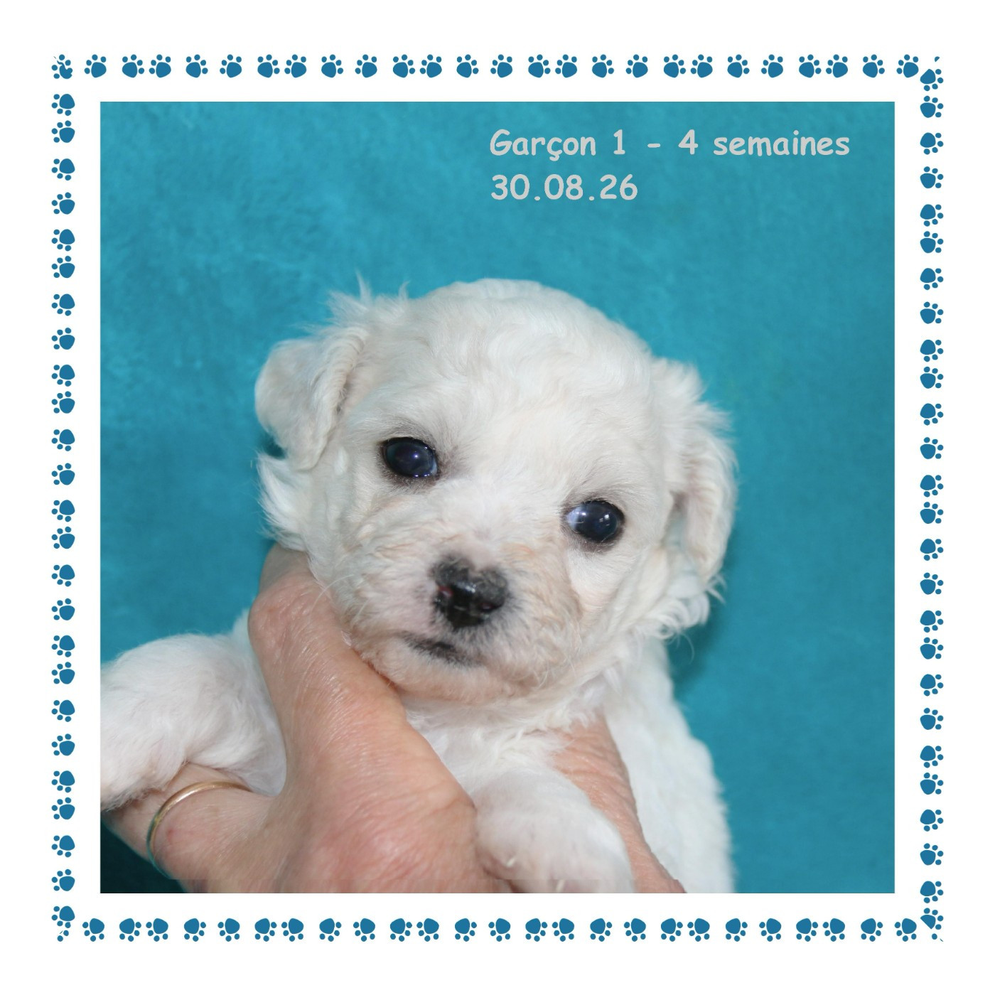 De La Clède Champtressac - Chiots disponibles - Bichon Frise