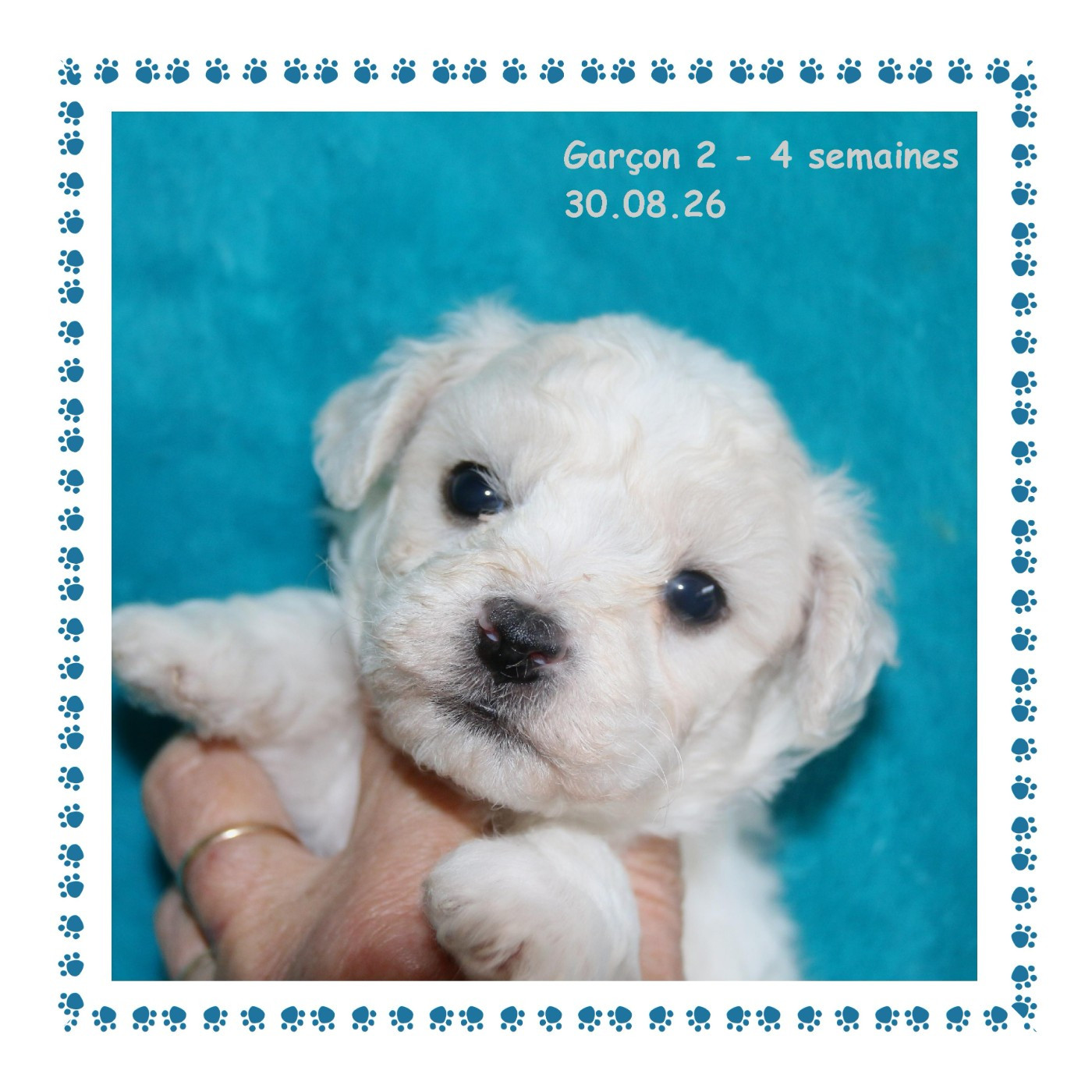De La Clède Champtressac - Chiots disponibles - Bichon Frise
