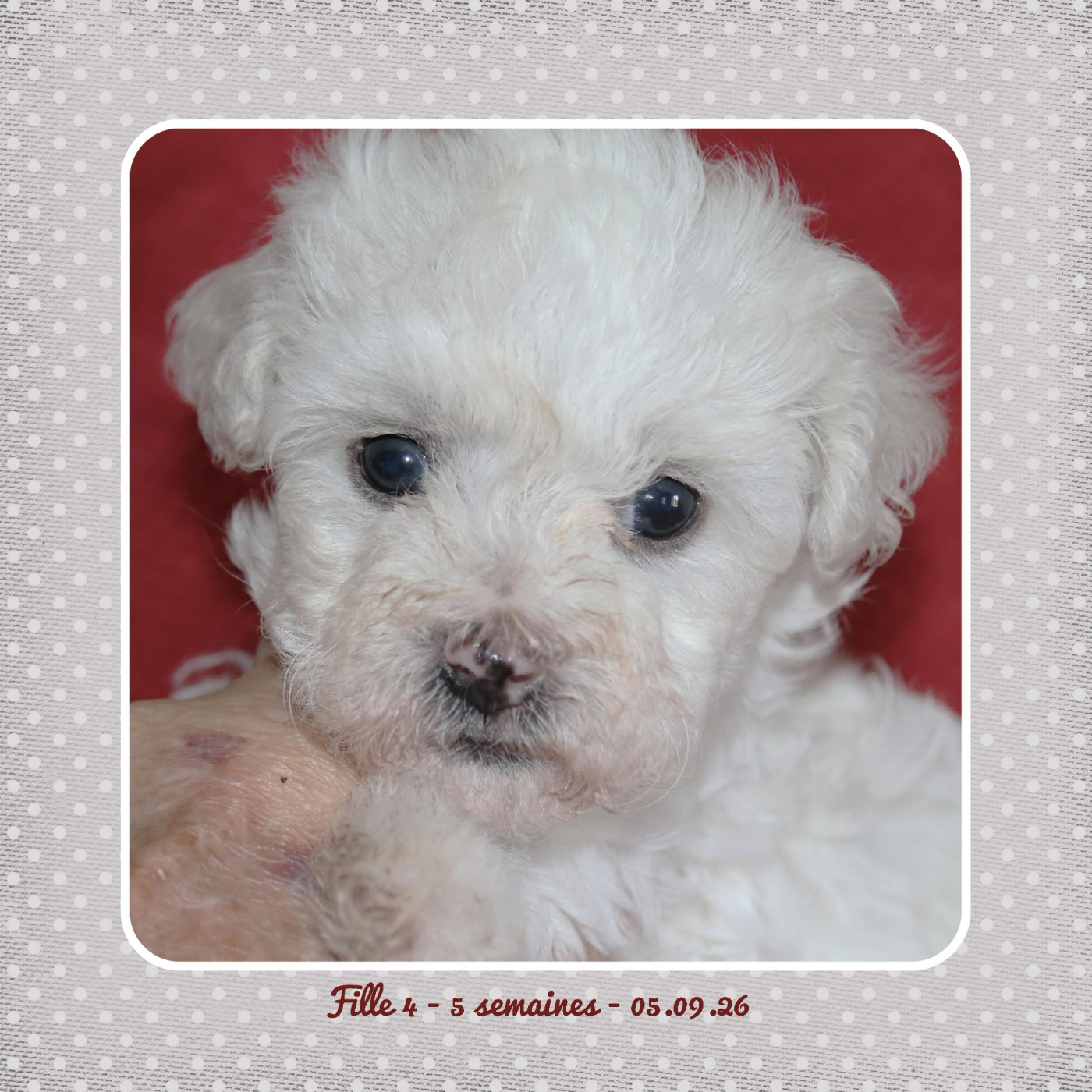 De La Clède Champtressac - Chiots disponibles - Bichon Frise