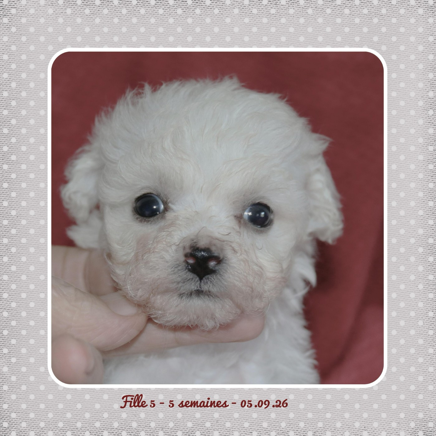 De La Clède Champtressac - Chiots disponibles - Bichon Frise