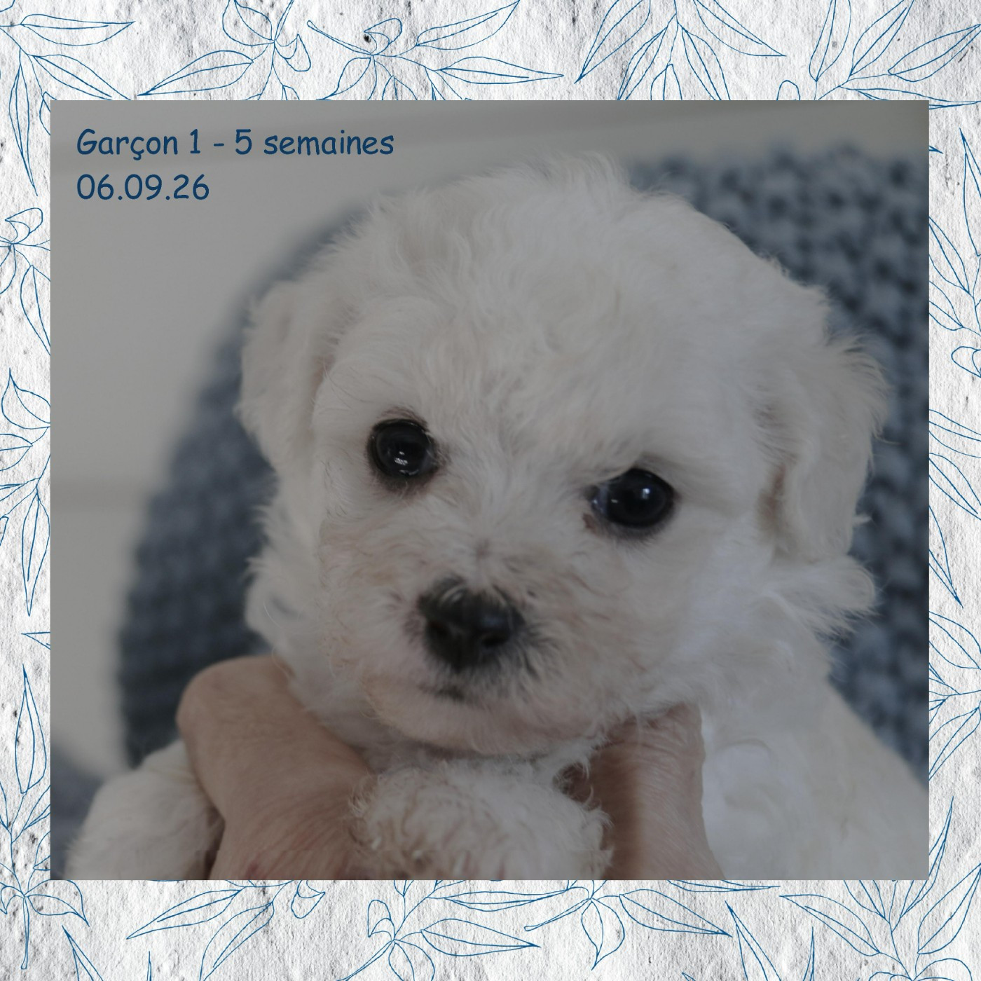 De La Clède Champtressac - Chiots disponibles - Bichon Frise
