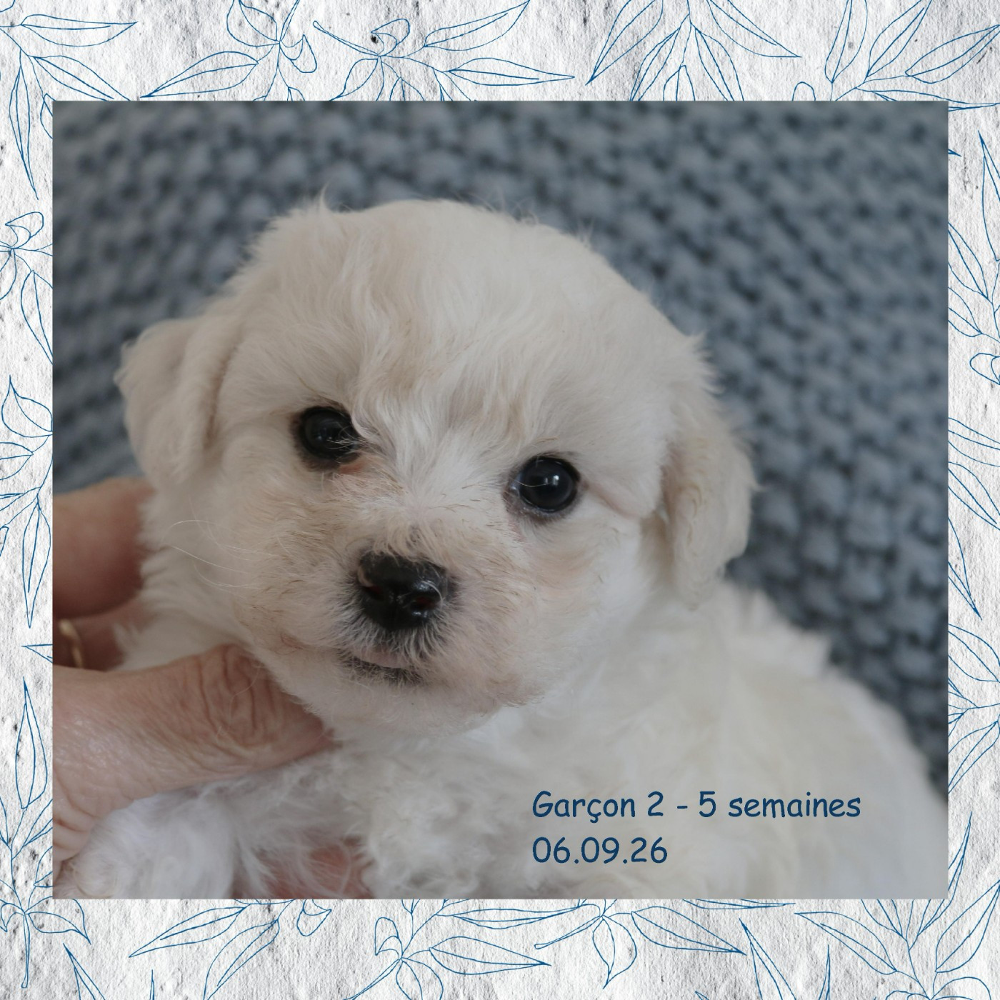 De La Clède Champtressac - Chiots disponibles - Bichon Frise