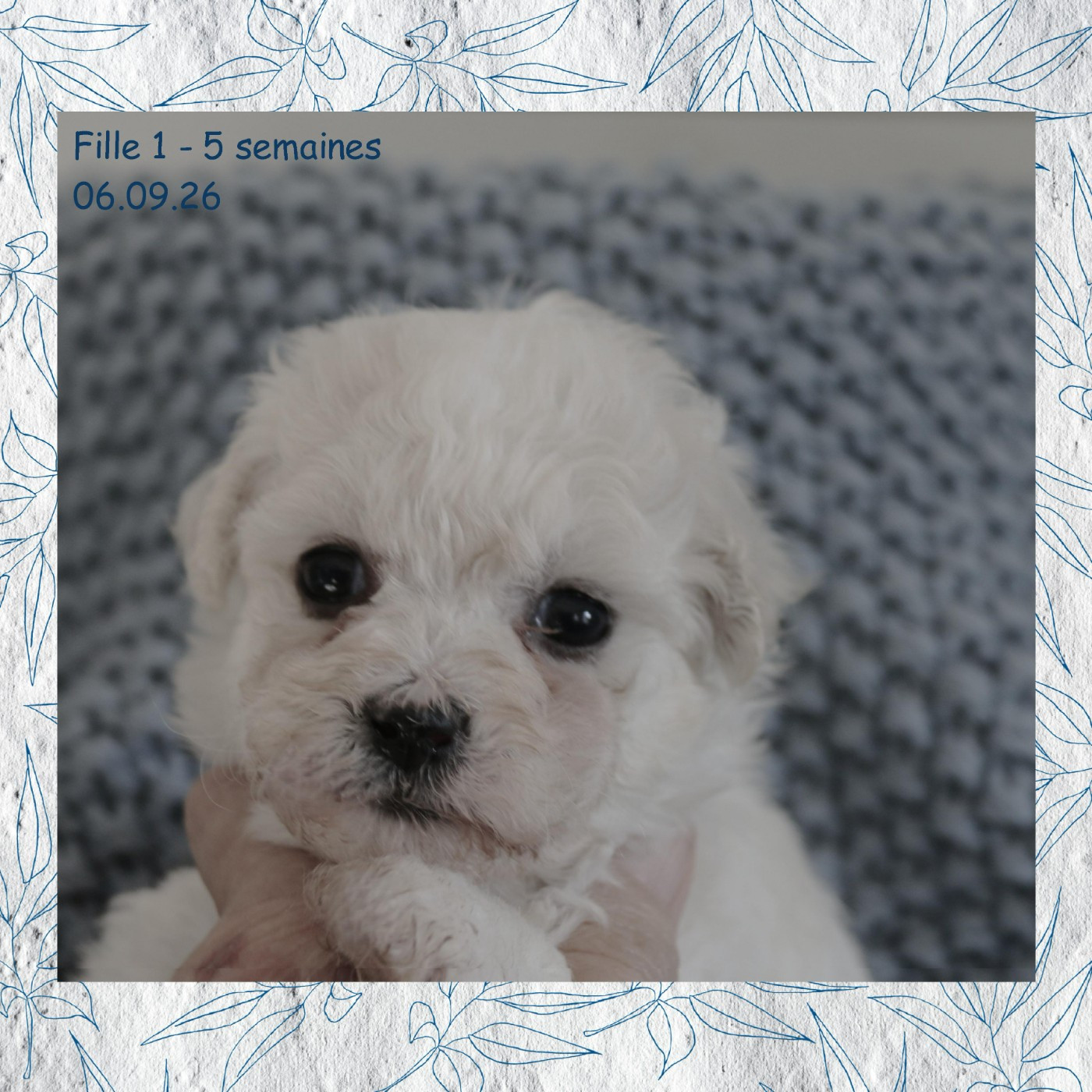 De La Clède Champtressac - Chiots disponibles - Bichon Frise