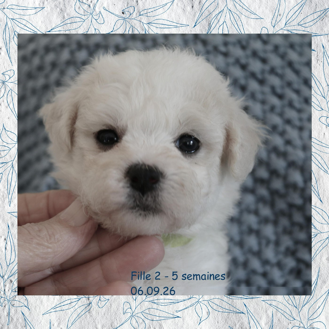 De La Clède Champtressac - Chiots disponibles - Bichon Frise