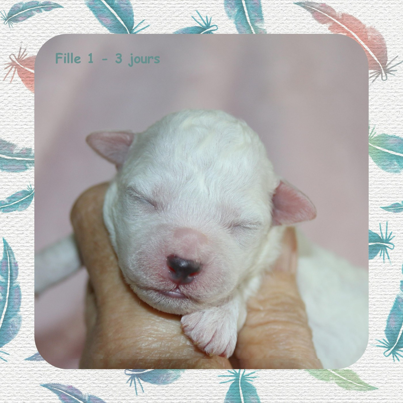 De La Clède Champtressac - Chiots disponibles - Bichon Frise
