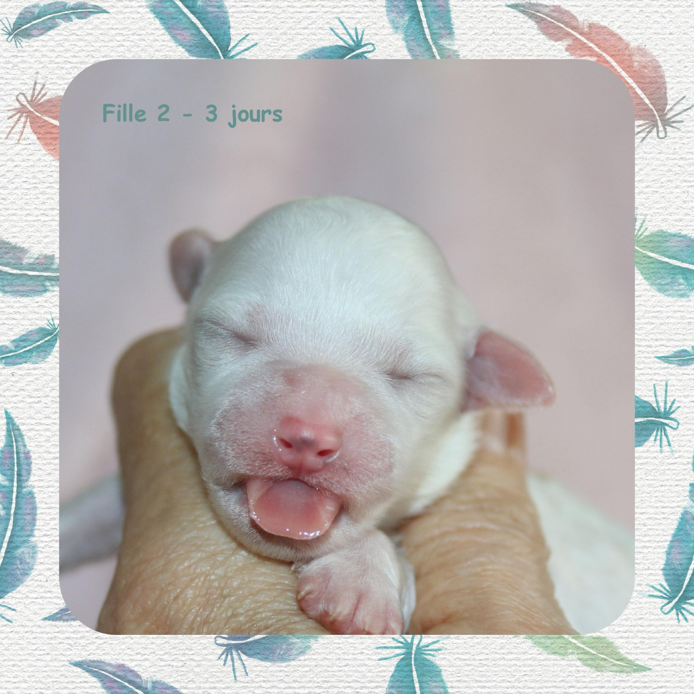 De La Clède Champtressac - Chiots disponibles - Bichon Frise