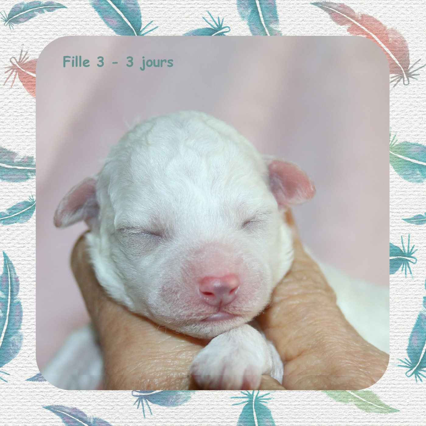 De La Clède Champtressac - Chiots disponibles - Bichon Frise