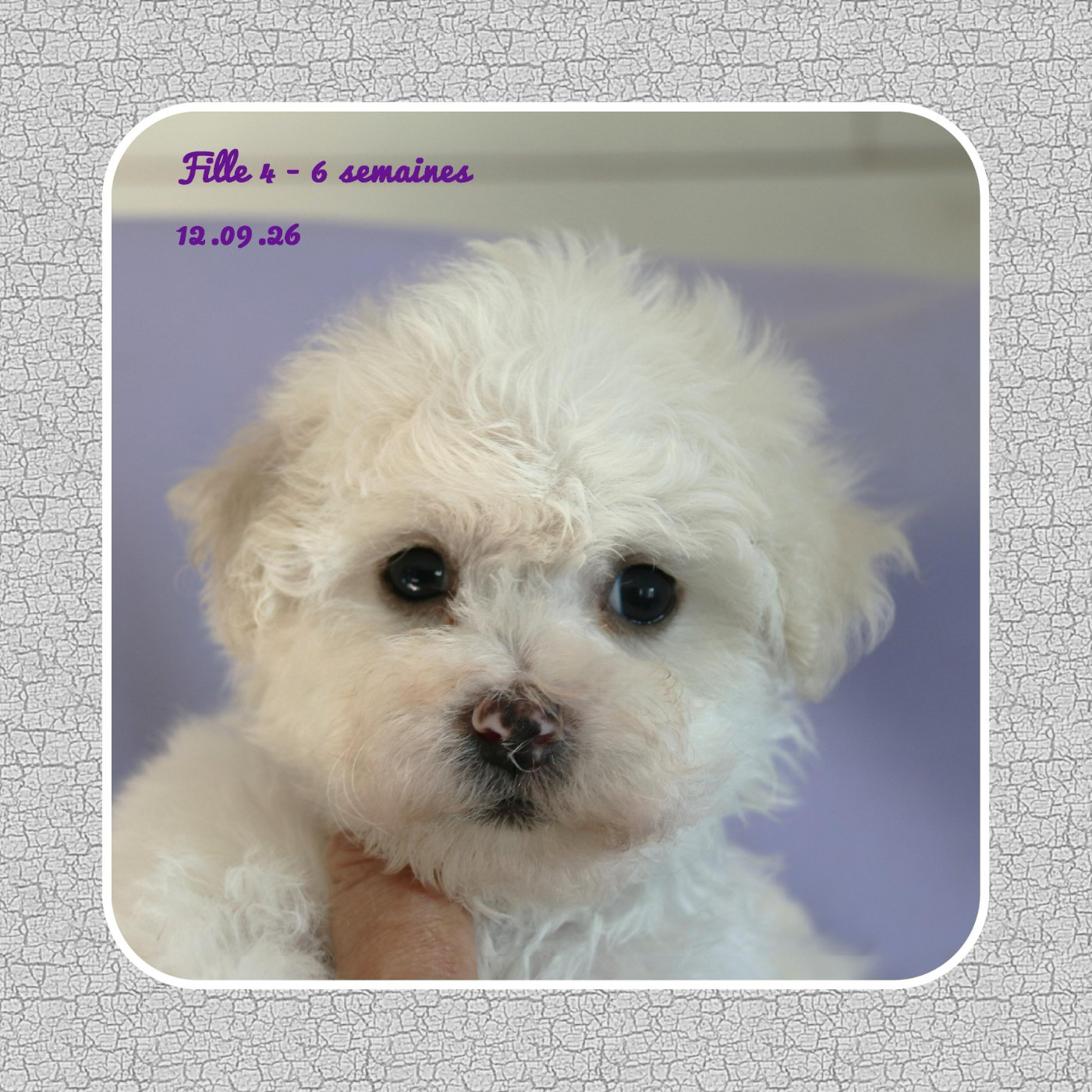 De La Clède Champtressac - Chiots disponibles - Bichon Frise