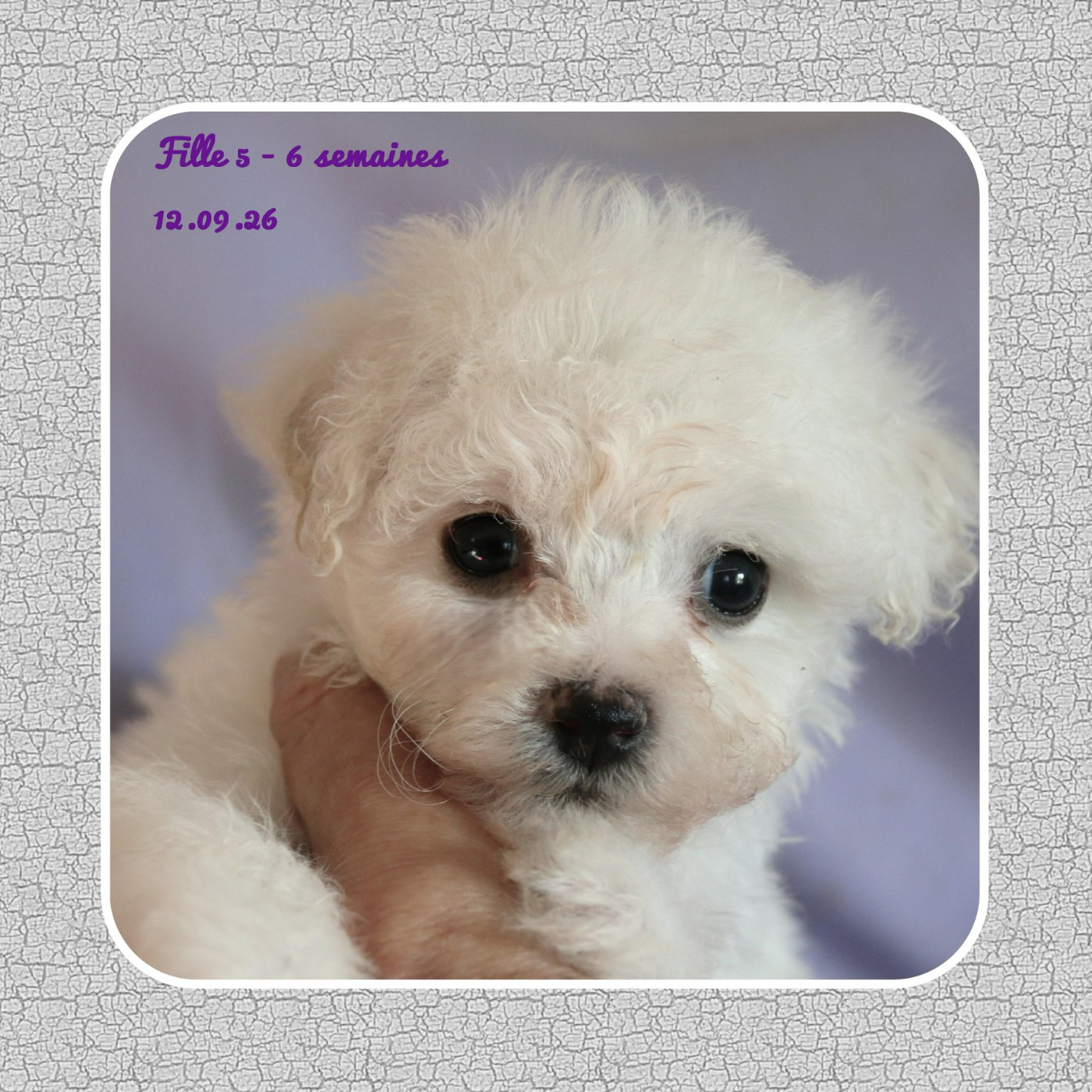 De La Clède Champtressac - Chiots disponibles - Bichon Frise