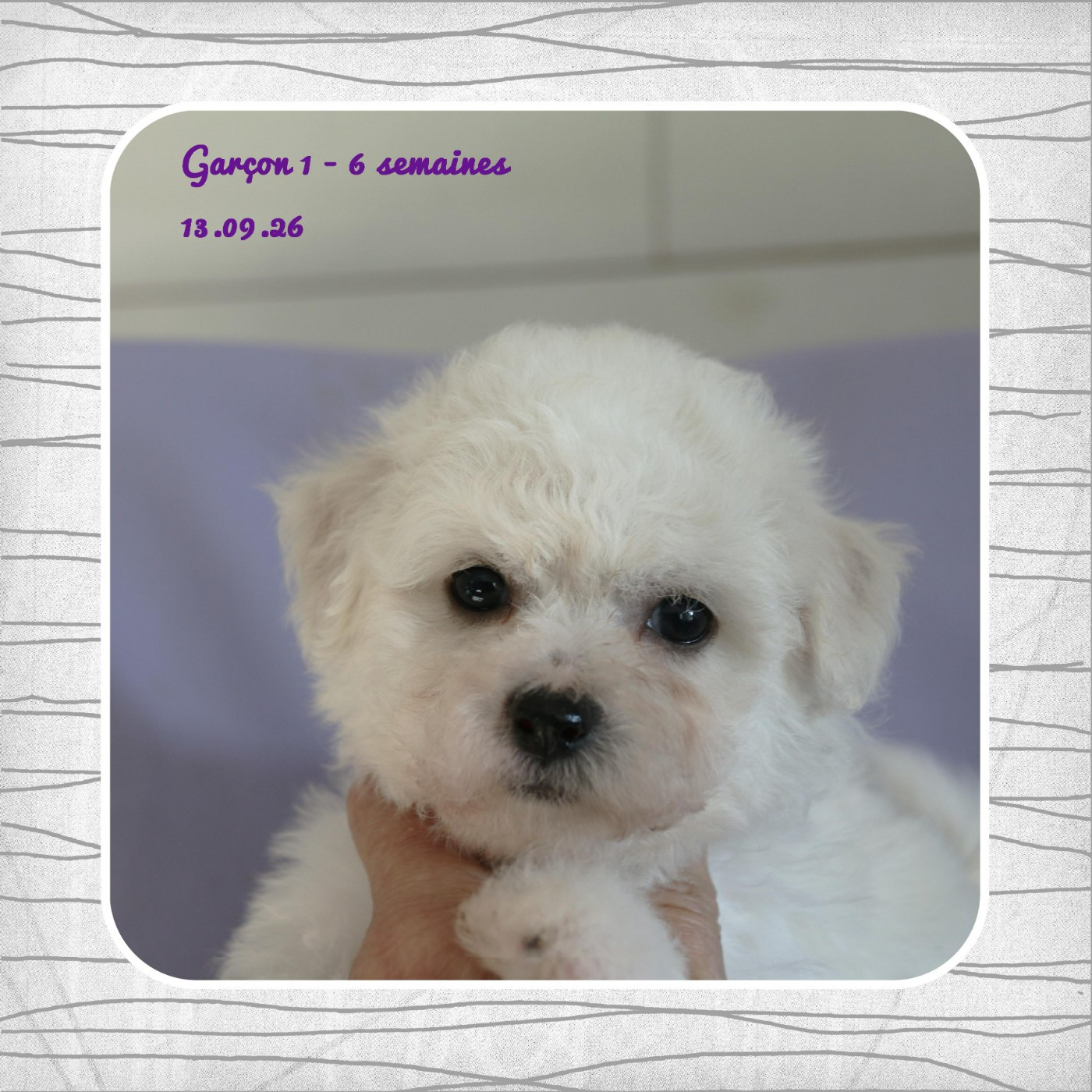 De La Clède Champtressac - Chiots disponibles - Bichon Frise