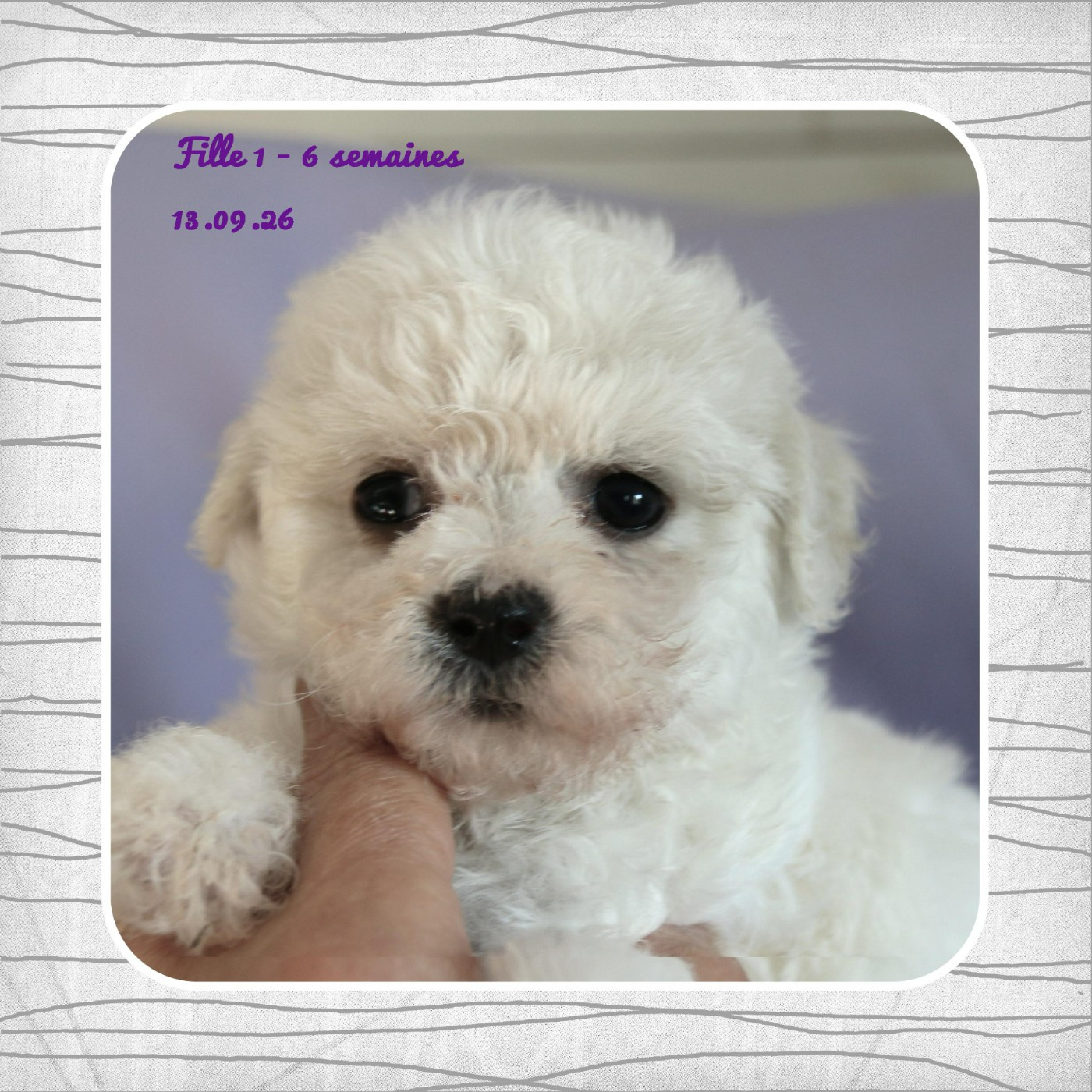 De La Clède Champtressac - Chiots disponibles - Bichon Frise