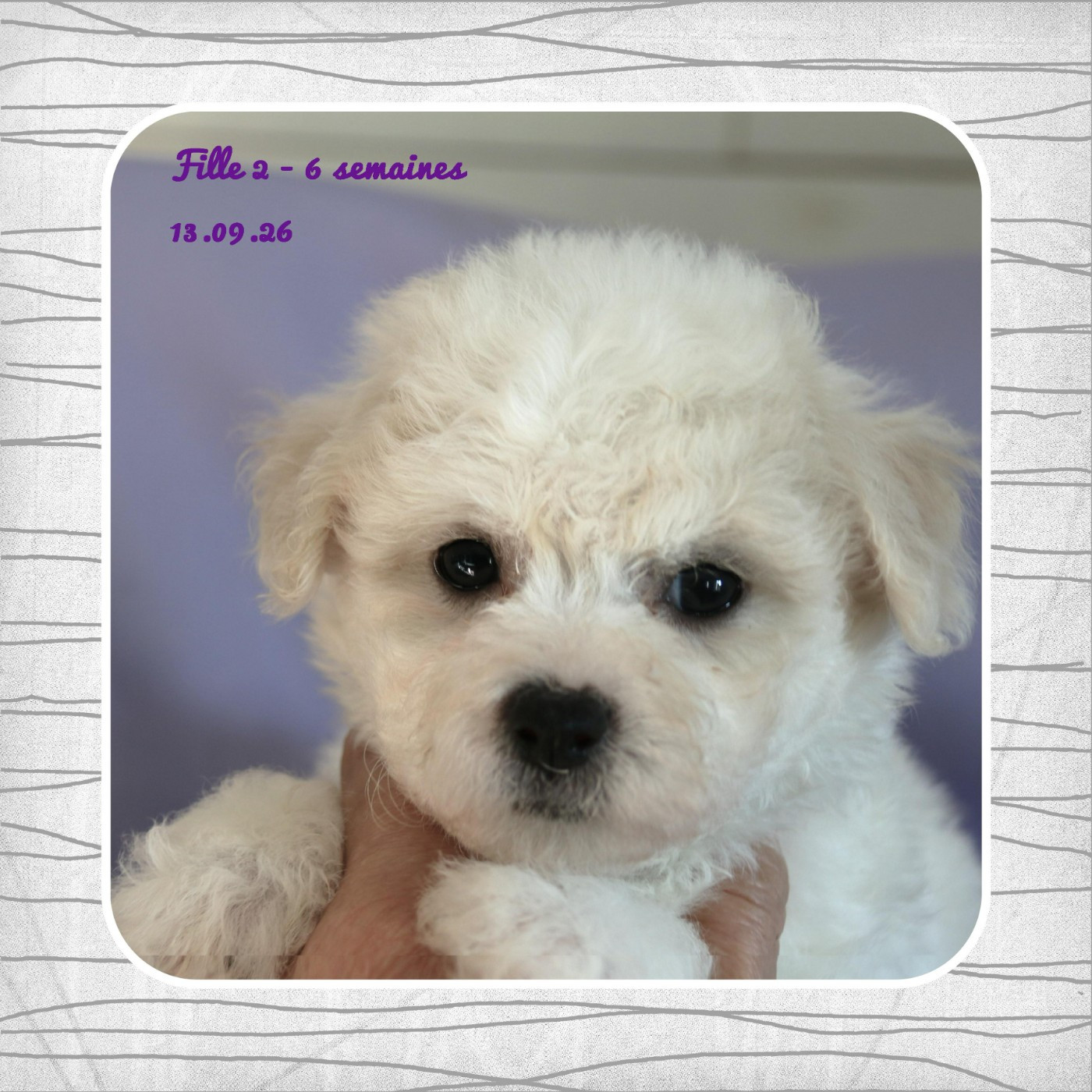 De La Clède Champtressac - Chiots disponibles - Bichon Frise