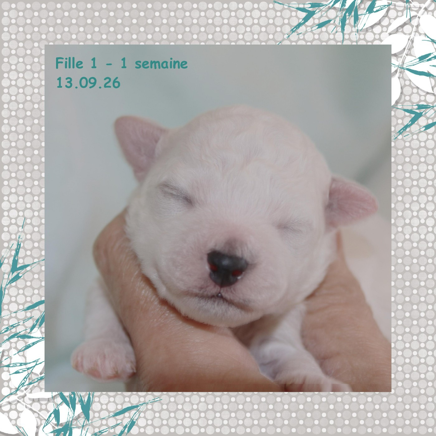 De La Clède Champtressac - Chiots disponibles - Bichon Frise