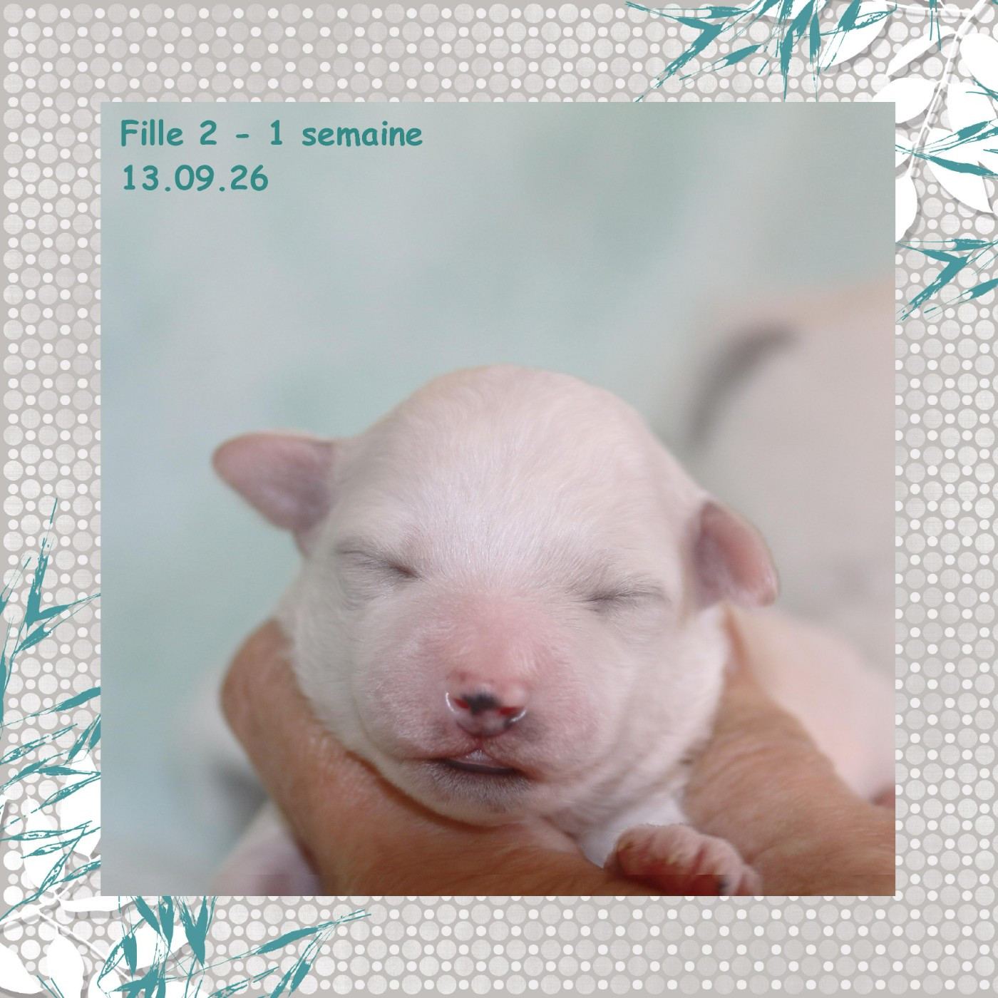 De La Clède Champtressac - Chiots disponibles - Bichon Frise