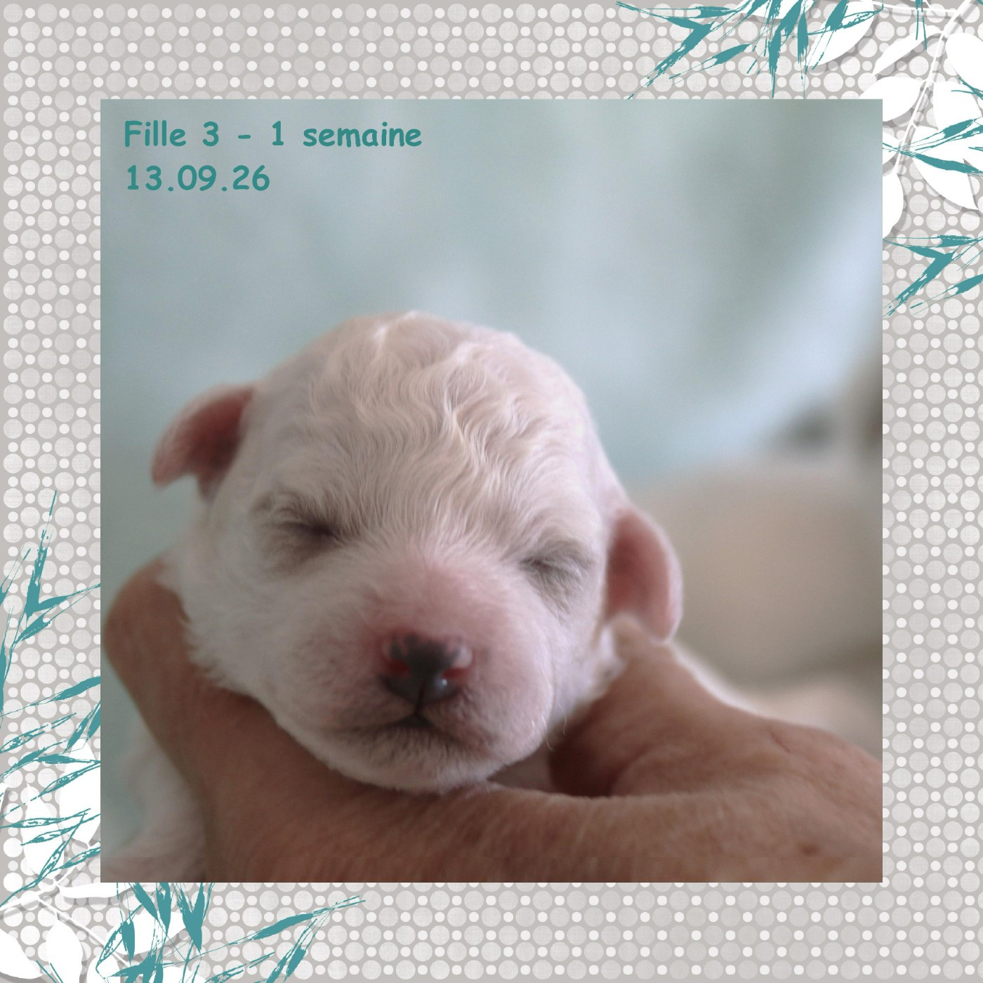De La Clède Champtressac - Chiots disponibles - Bichon Frise