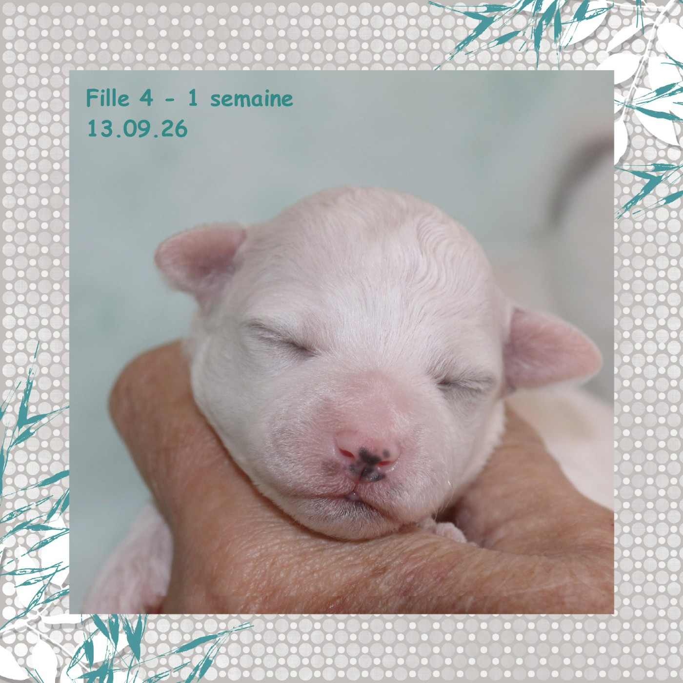 De La Clède Champtressac - Chiots disponibles - Bichon Frise