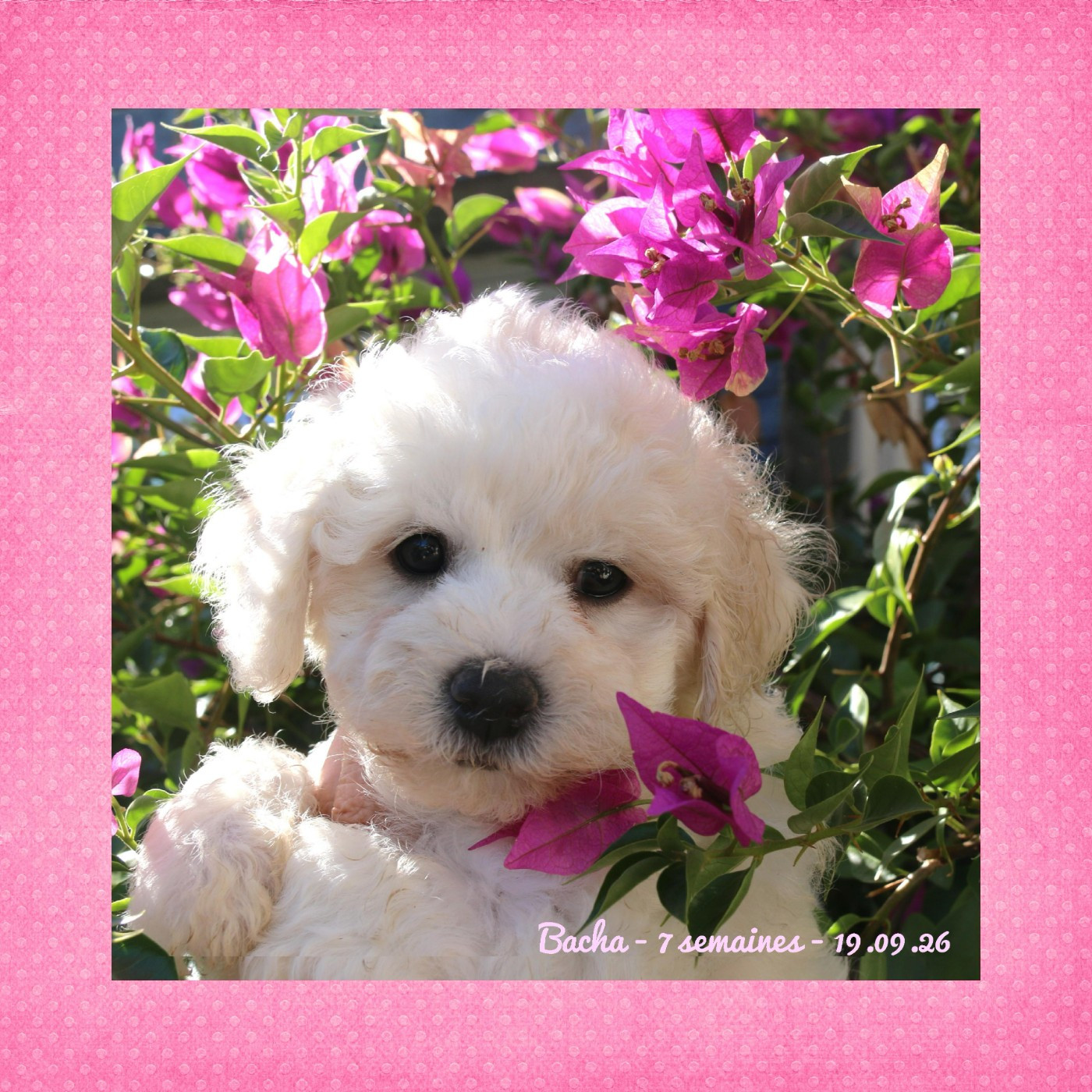 De La Clède Champtressac - Chiots disponibles - Bichon Frise