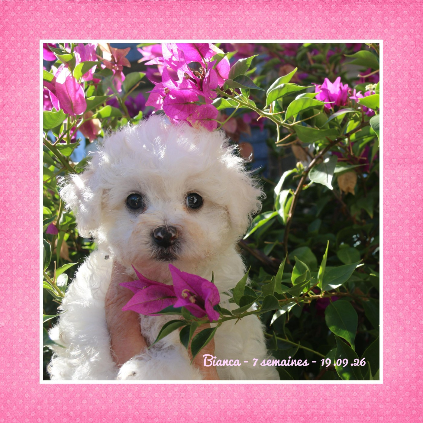 De La Clède Champtressac - Chiots disponibles - Bichon Frise