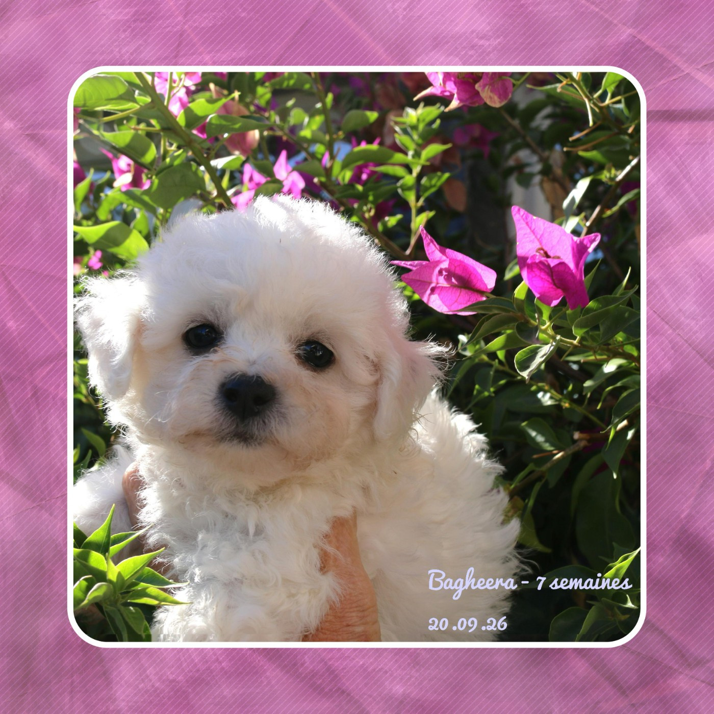 De La Clède Champtressac - Chiots disponibles - Bichon Frise